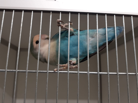 Vogel (Dwerg-)papegaai