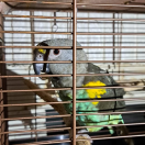 Vogel