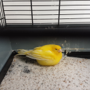 Vogel