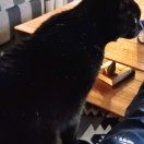 Kat
