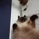Kat