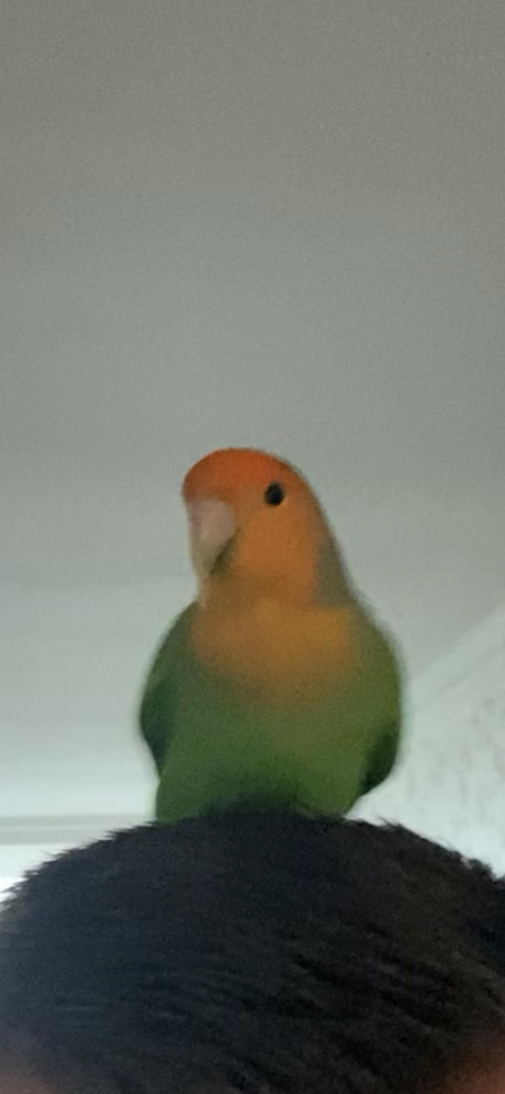 Vogel (Dwerg-)papegaai